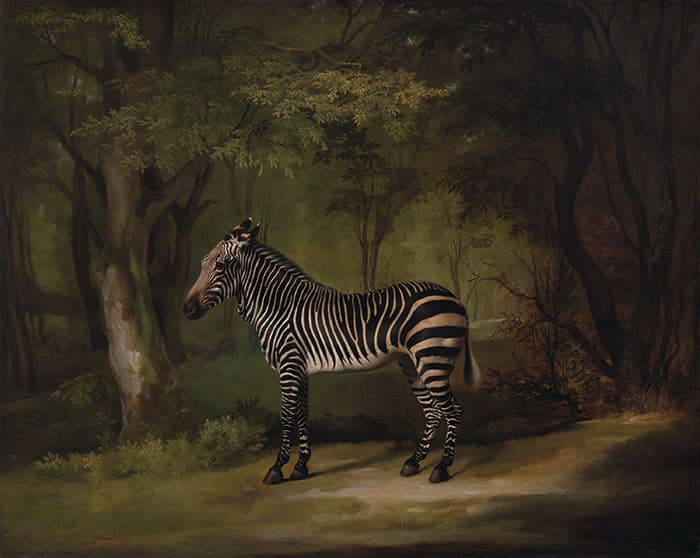 George Stubbs Zebra painting from 1763