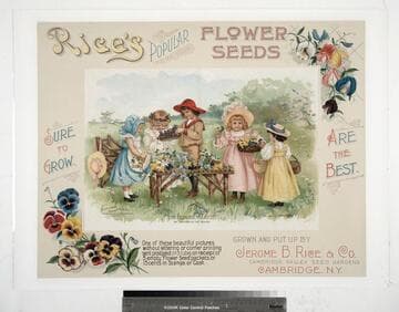 Rice's popular flower seeds