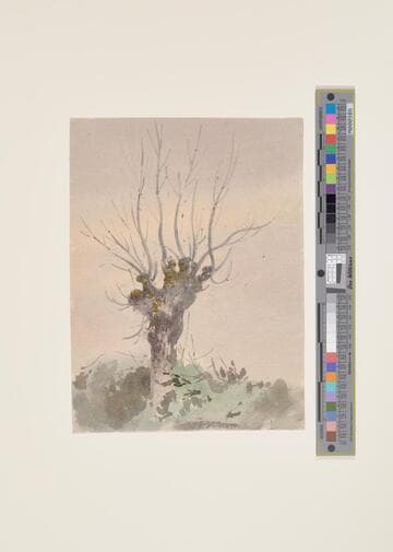 Tree Study