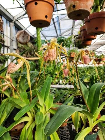 Paphiopedilum platyphyllum 'Ruth Kennedy' AM/AOS S/CSA