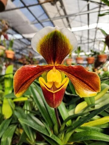 Paphiopedilum Noyo 'Swiss Chocolate'