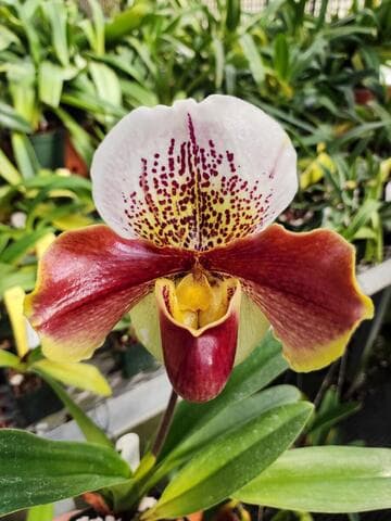 Paphiopedilum Winston Churchill 'Indomitable' AM/ODC