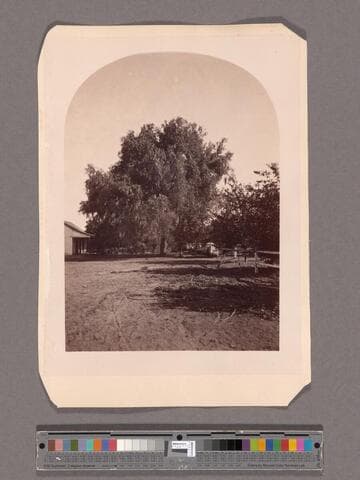 Pepper tree, San Gabriel