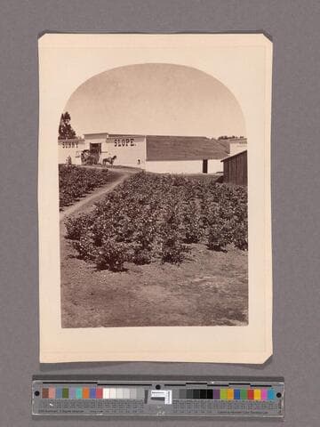 Sunny Slope wine buildings