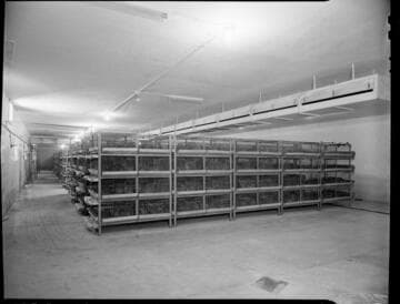 Agriculture, poultry