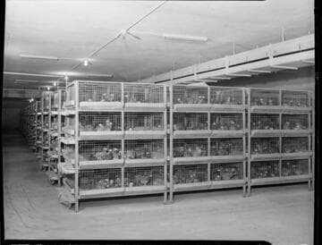 Agriculture, poultry