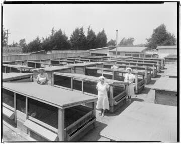 P2 - Poultry - The Pines Chicken Ranch