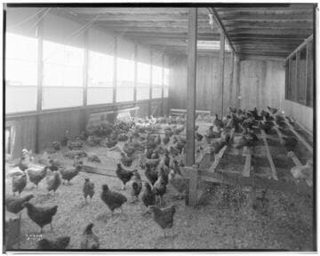 P2 - Poultry - Wagon Wheel Poultry Ranch in Redondo