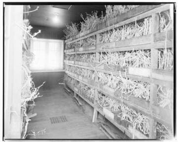 I1 - Insectary - Santa Paula