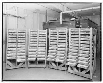 P2 - Poultry - Hatching Chickens