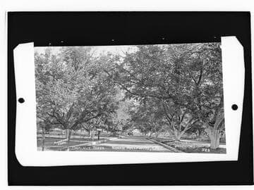 Walnut trees, North Hollywood, Cal