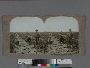 Gathering and drying raisins, California