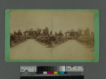 Mrs. Longstreet's av. of palms, Los Angeles, Cal