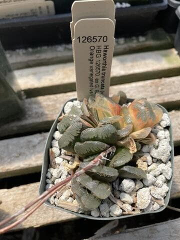 Haworthia truncata