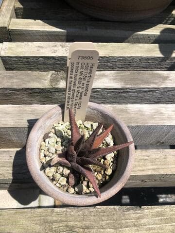 Haworthia sordida