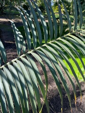 Encephalartos villosus