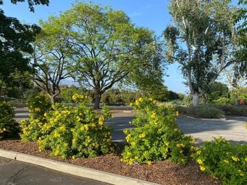 Tecoma stans [Lydia™] = 'TEC60109105'