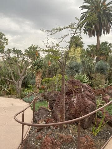 Operculicarya decaryi