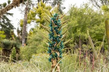 Puya alpestris ssp. zoellneri