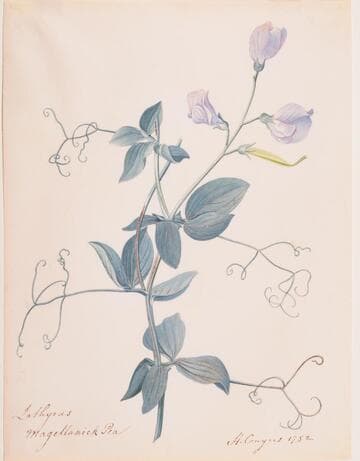 Lathyrus Magellanick Pea