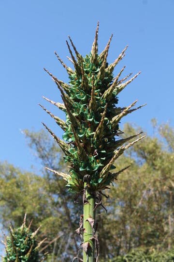 Puya alpestris ssp. zoellneri