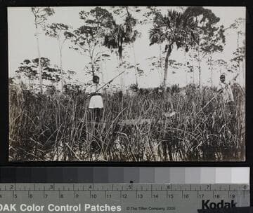 Two young Seminole Indians, standing in a canoe or boat