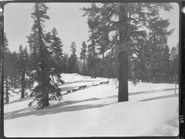 Mule & horse teams pulling sleds up snowy path
