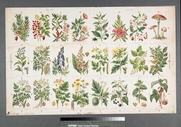 [Proof sheet for Prang's natural history series: poisonous plants, I and poisonous plants, II.]