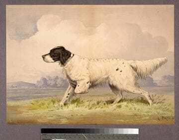 [Hunting dog standing point]