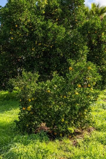 Citrus sinensis 'Valencia'