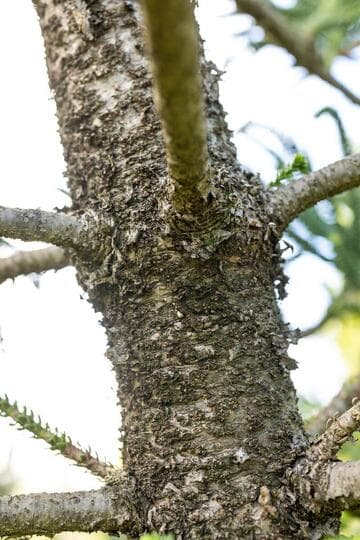 Araucaria laubenfelsii