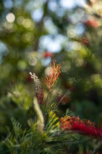 Grevillea 'Kings Fire'