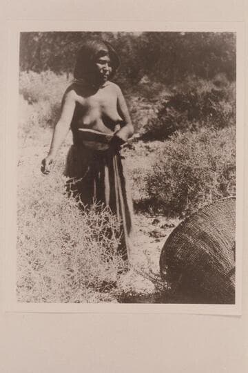 [print from a stereo] Wu-nav-ai gathering seeds.  Paiute Tribe.  Valley of the Moapa, tributary of the Rio Virgen