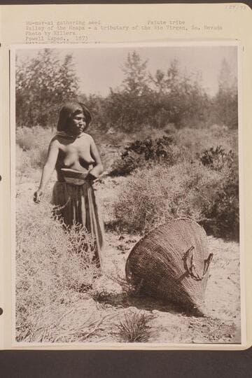 Wu-nav-ai gathering seed.  Valley of the Moapa, a tributary of the Rio Virgen, Southern Nevada.  Paiute tribe