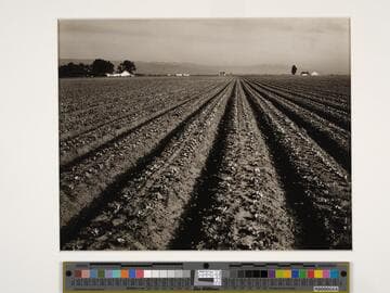 Lettuce Ranch, Salinas Valley