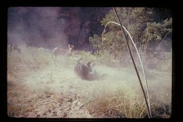 Mule rolling; Mile 71.3