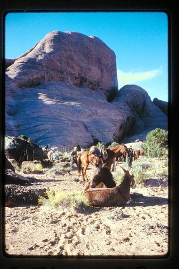 Stock at camp north of Sid Whiskers Butte