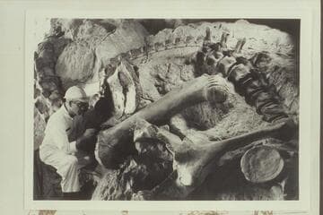 Dinosaur Quarry wall; Dinosaur National Monument