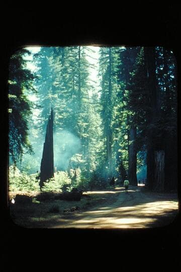 Redwood grove