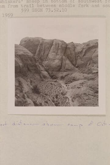 Trails of Sid Whiskers' sheep in bottom of southwest fork of 73.  Looking upstream from trail between middle fork and southwest fork.  Short distance above camp of 1960, Oct. 04-05