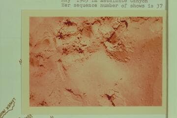 Sand tracks in Escalante Canyon