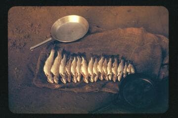 The catch; Tapeats Creek