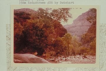 Greenery in Dragon Creek