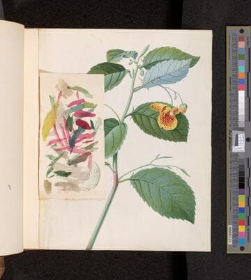 Mary Parker, Countess of Macclesfield, botanical album, 1756-1767