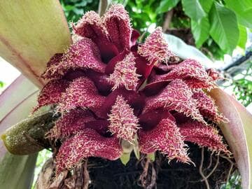 Bulbophyllum phalaenopsis 'Huntington's Stinky' AM/AOS