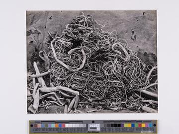 Kelp, Point Lobos
