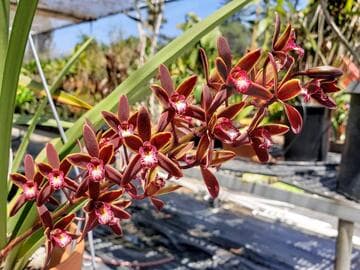 Cymbidium caniculatum forma sparkesii 'Menningers'