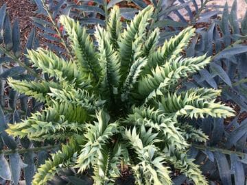 Encephalartos arenarius