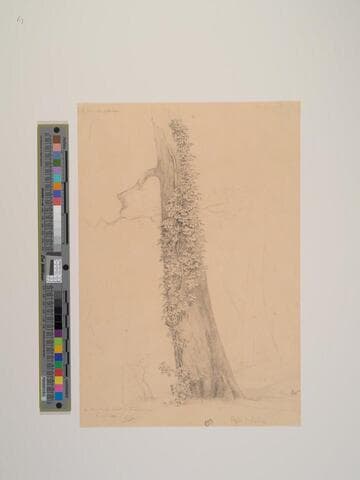 au Bas Breau Forêt de Fontainebleau, Etude de Lierre