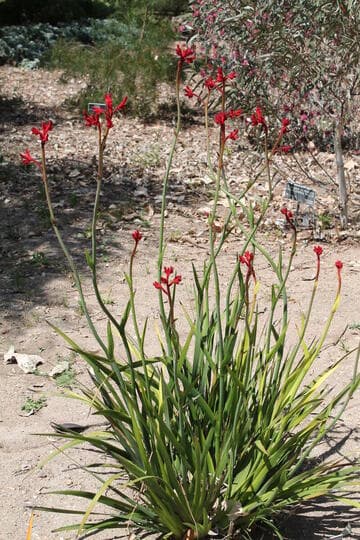 Anigozanthos 'Big Red'